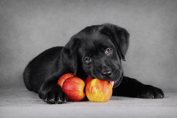 Dogs eat apple sales core