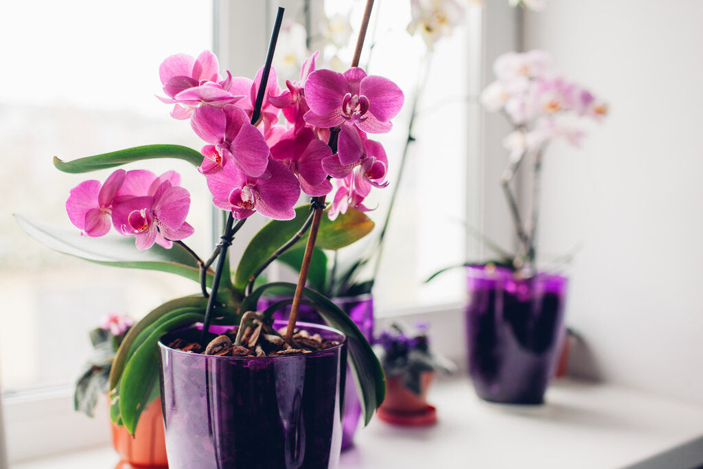 Watering Orchids With Ice Cubes: Yay or Nay?