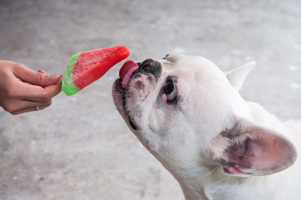 Can Dogs Eat Ice, or is It Dangerous for Them?