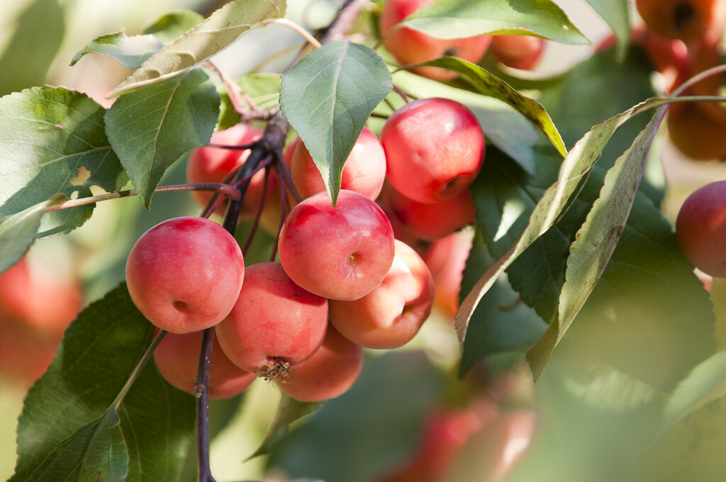 Are Crab Apples Edible?